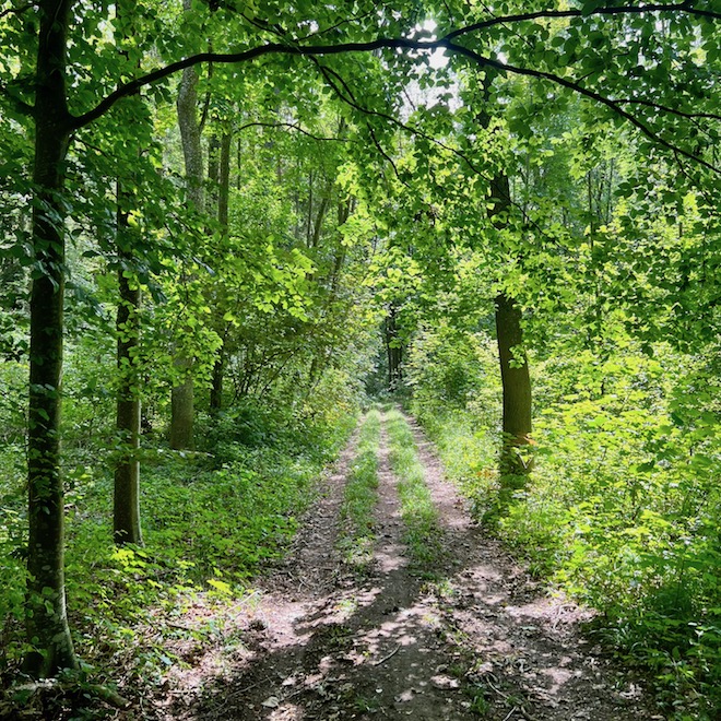 10_donauwald_wanderweg