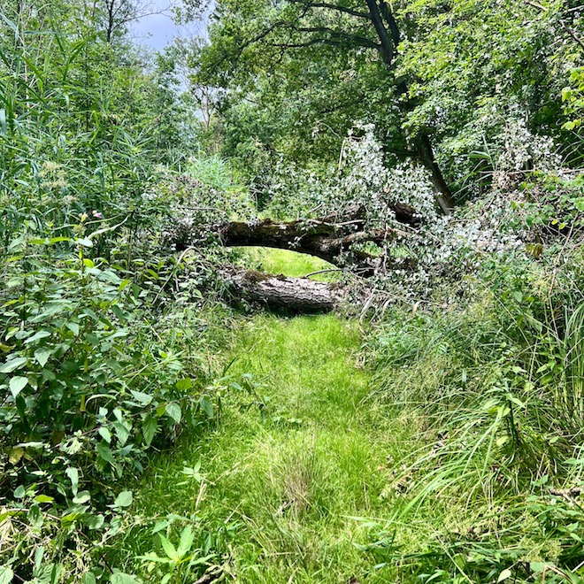 10_donauwald_wanderweg