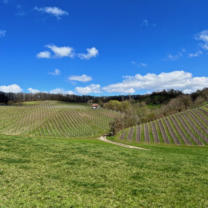 10_markt einersheim_weinberge