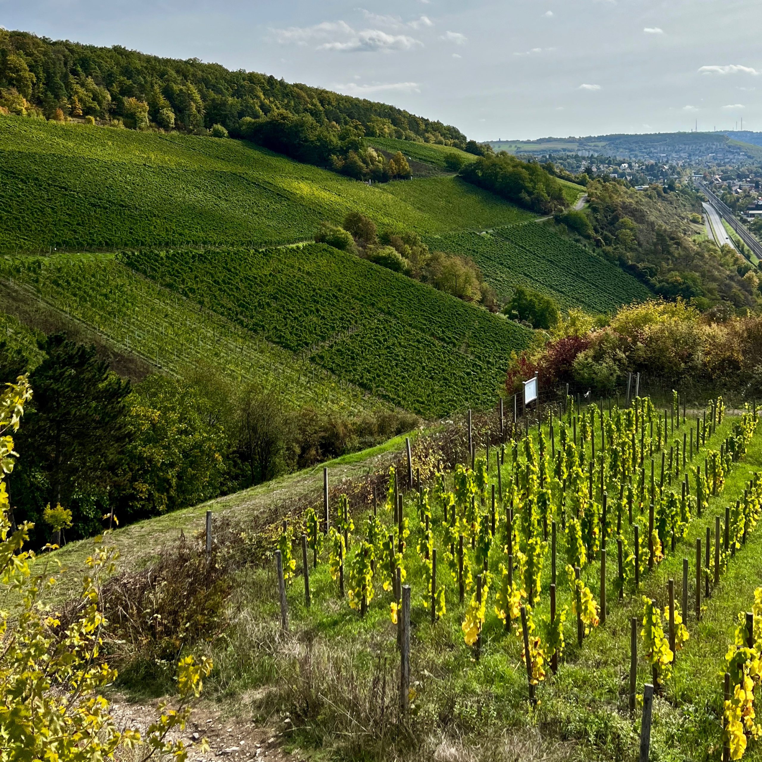 ruine_ravensburg