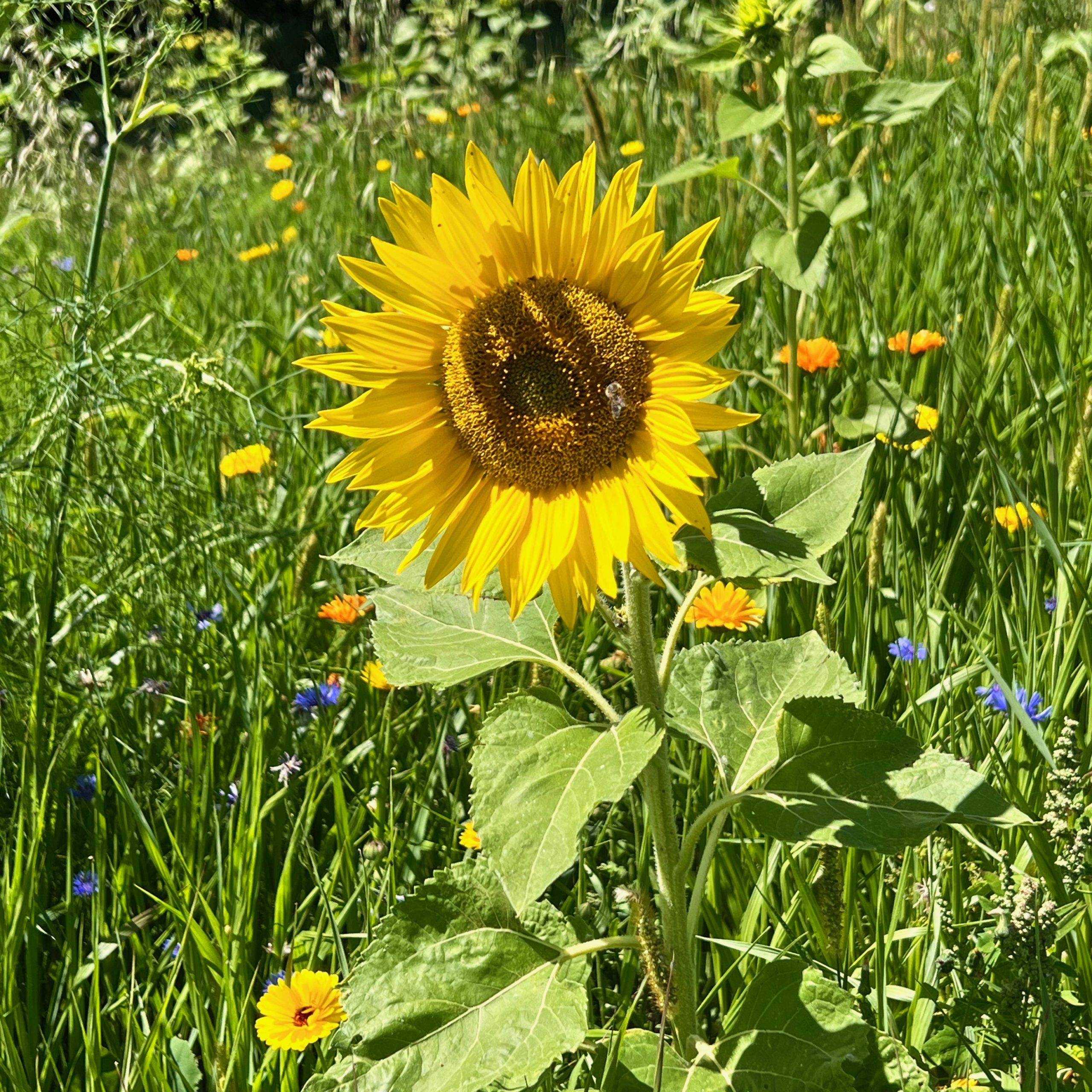 sonnenblume
