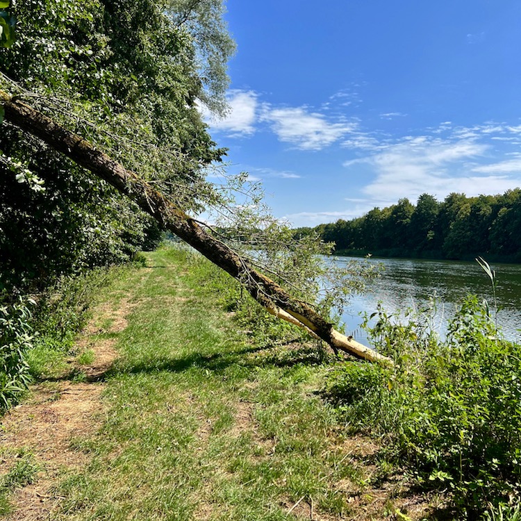 11_donauwald_wanderweg