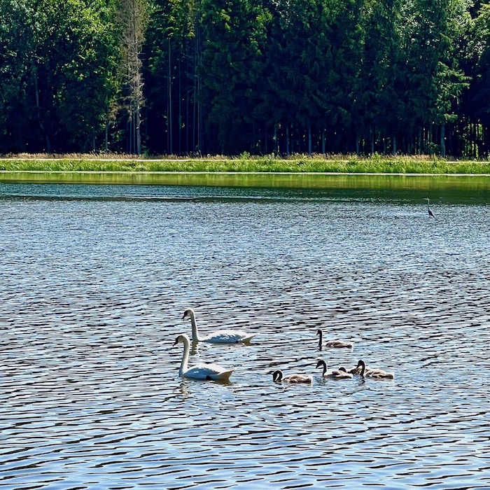 11_donauwald_wanderweg