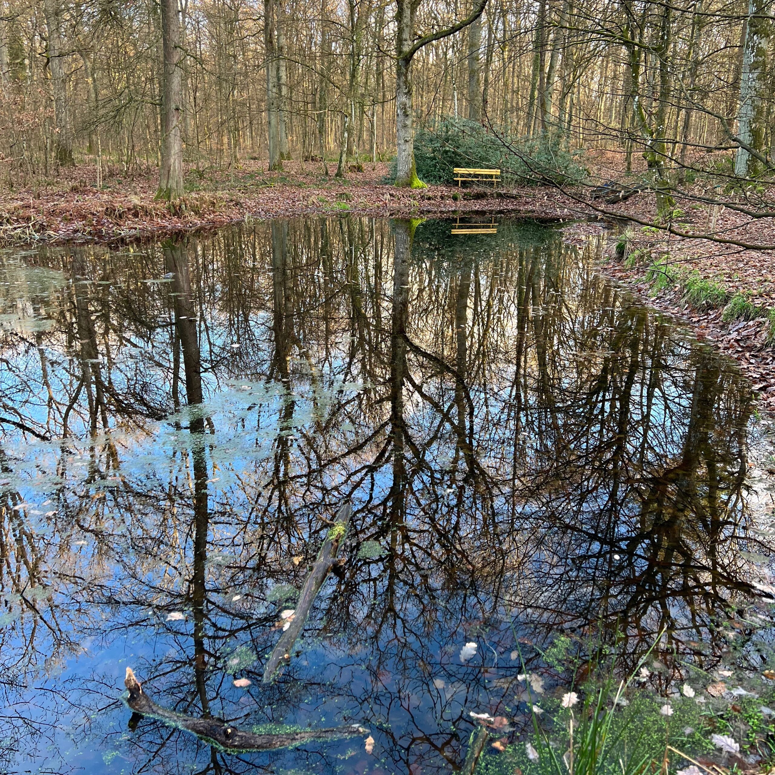 schwanberg_zypressen see