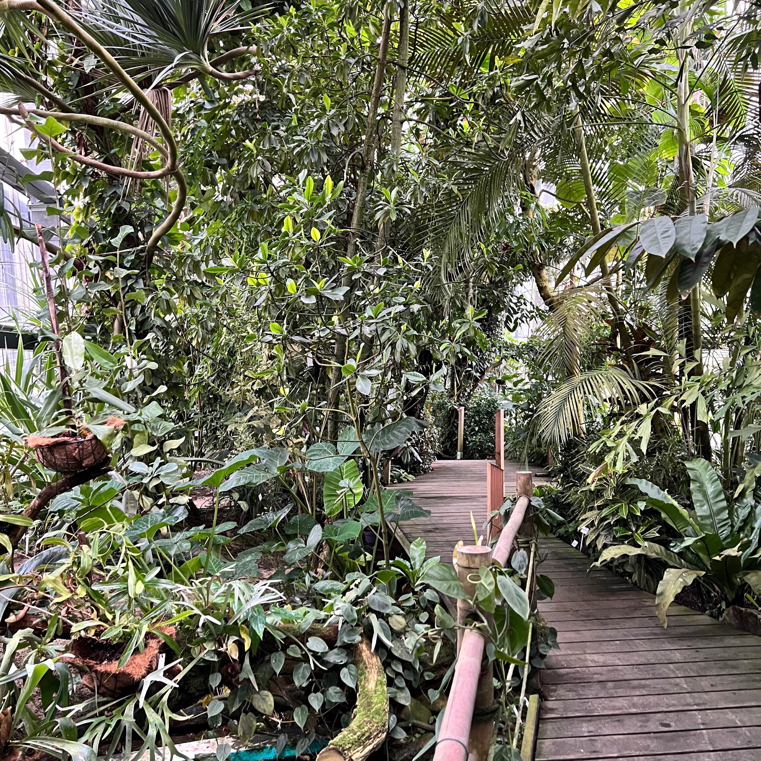 11_tropenhaus_regenwald