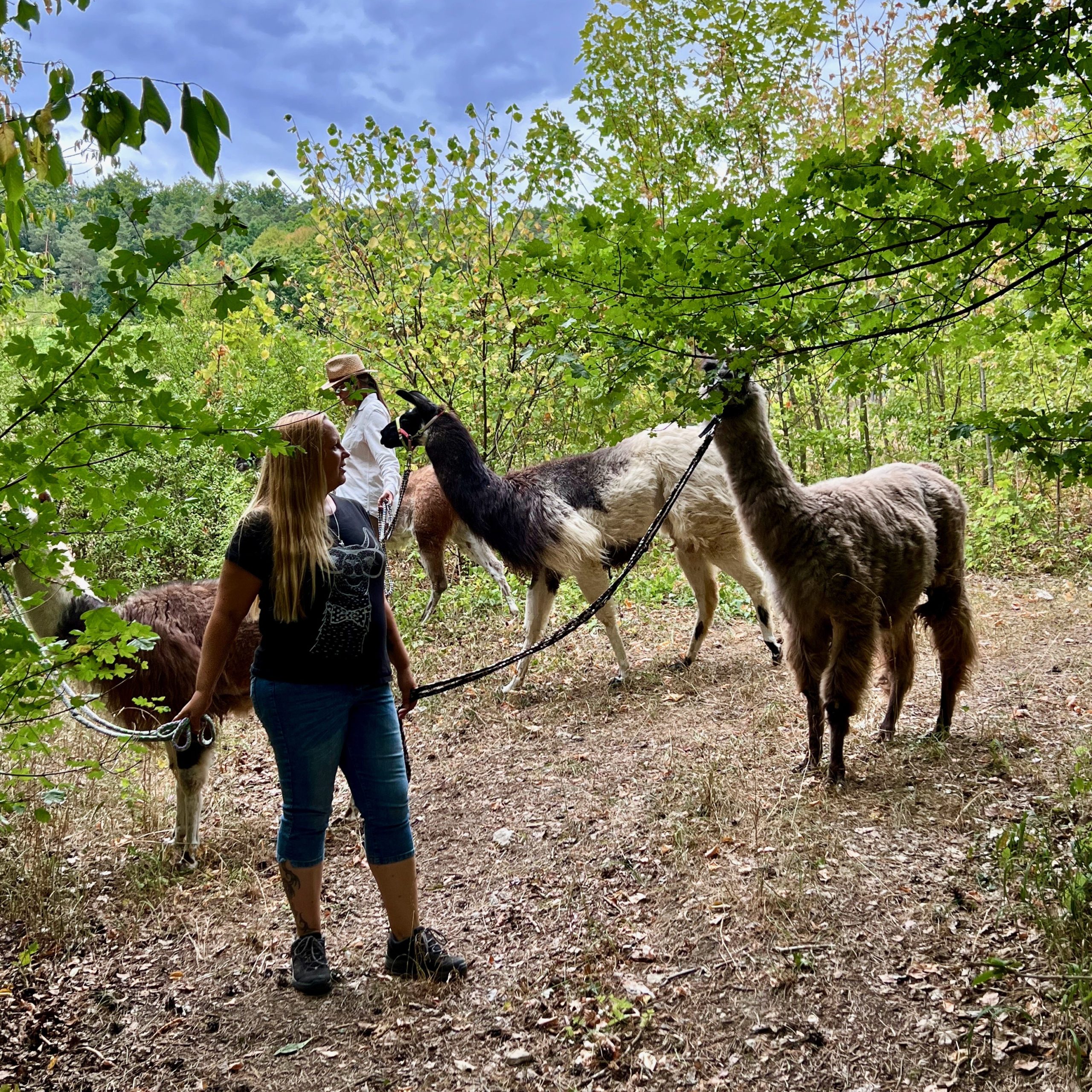 retztal_lamas