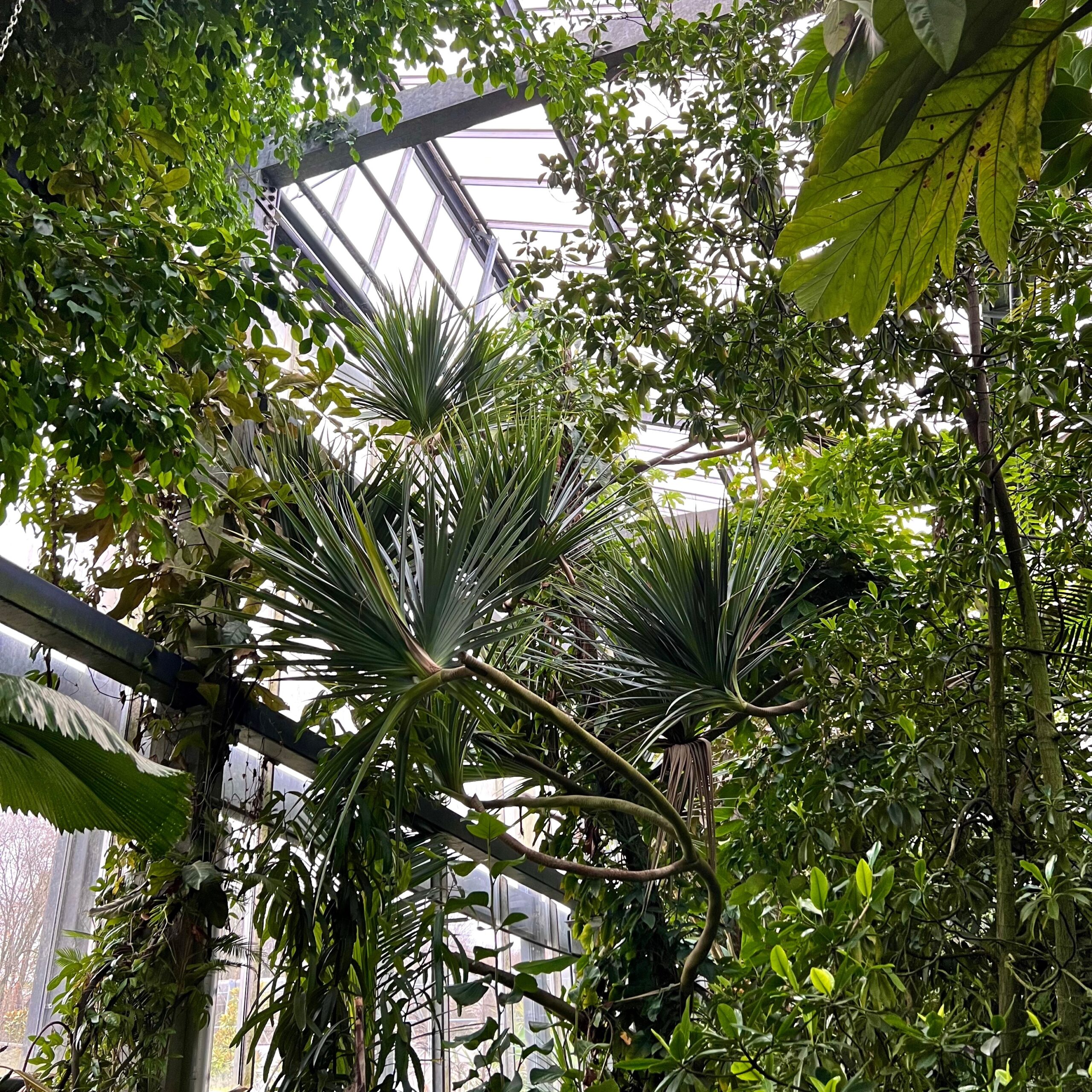 12_tropenhaus_regenwald