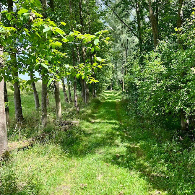 13_donauwald_wanderweg