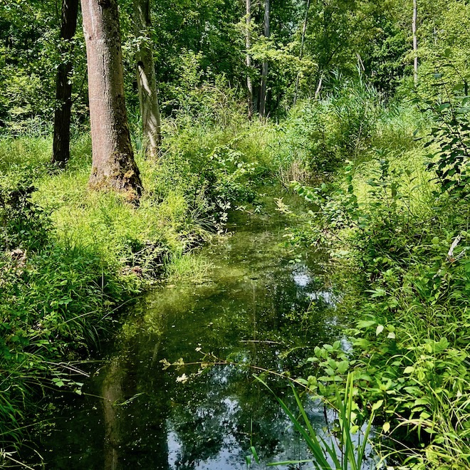 13_donauwald_wanderweg