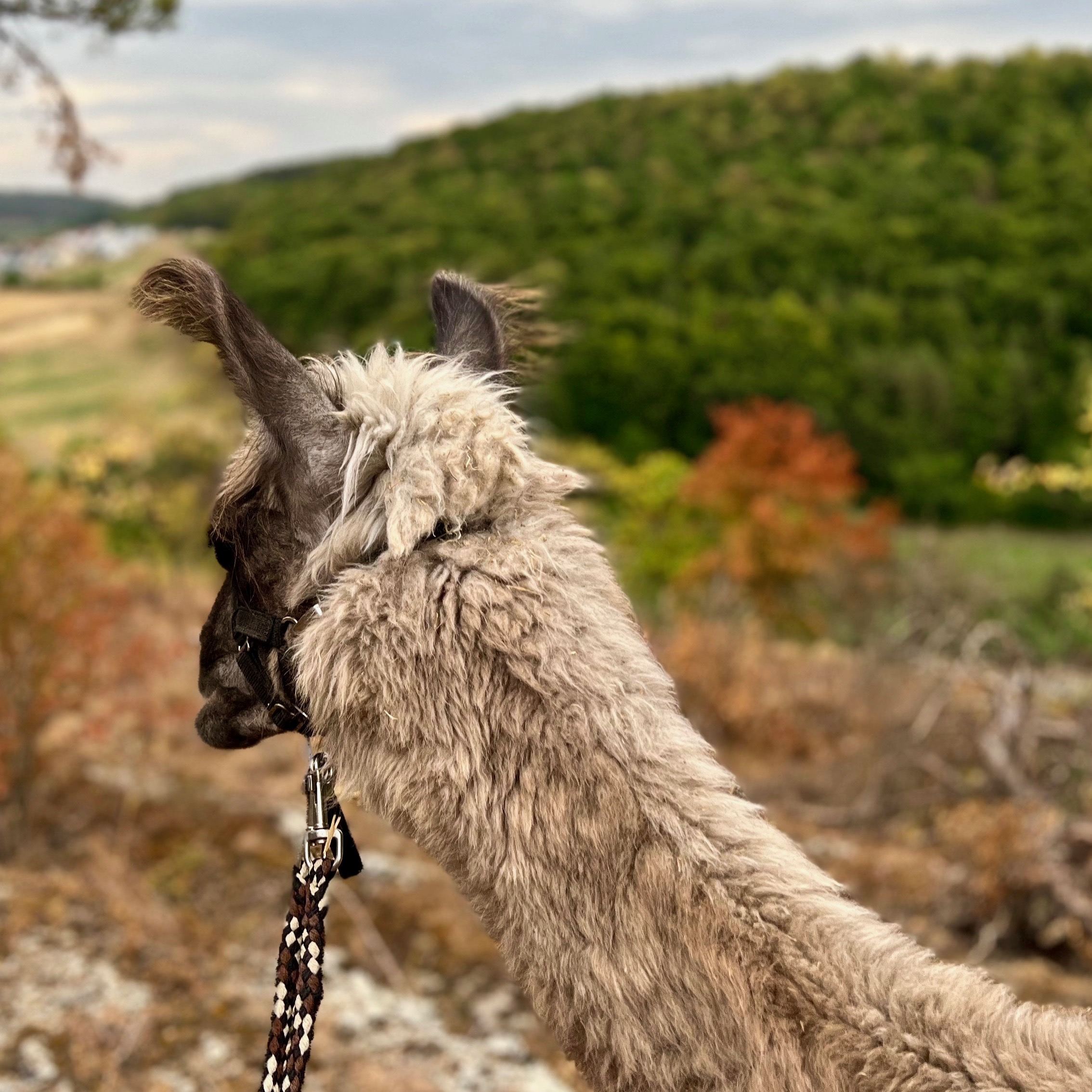 retztal_lamas