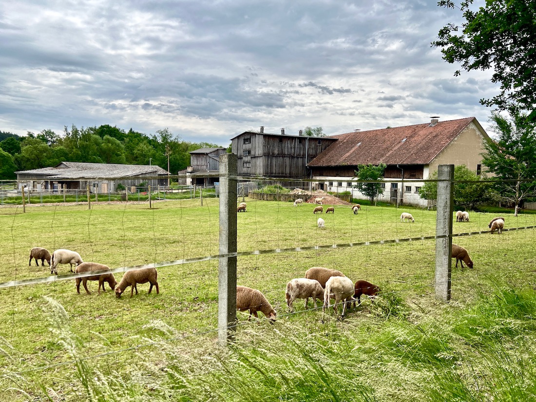 13_straussenfarm_mitterhof