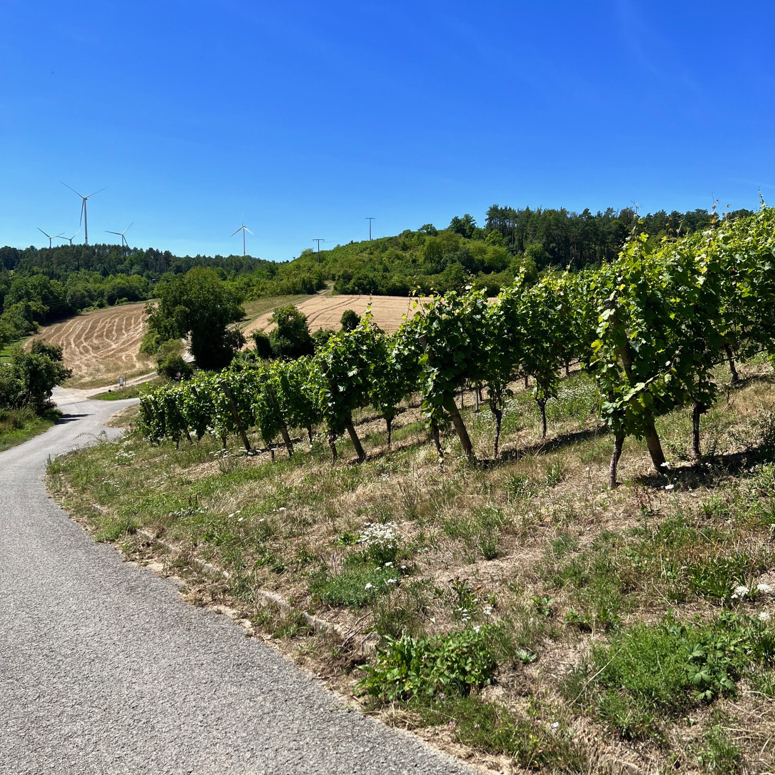leinacher_weinberge