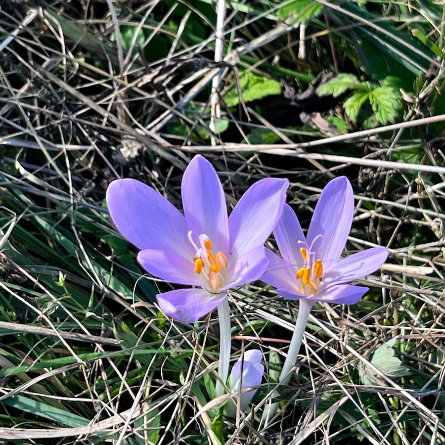 14_krokus