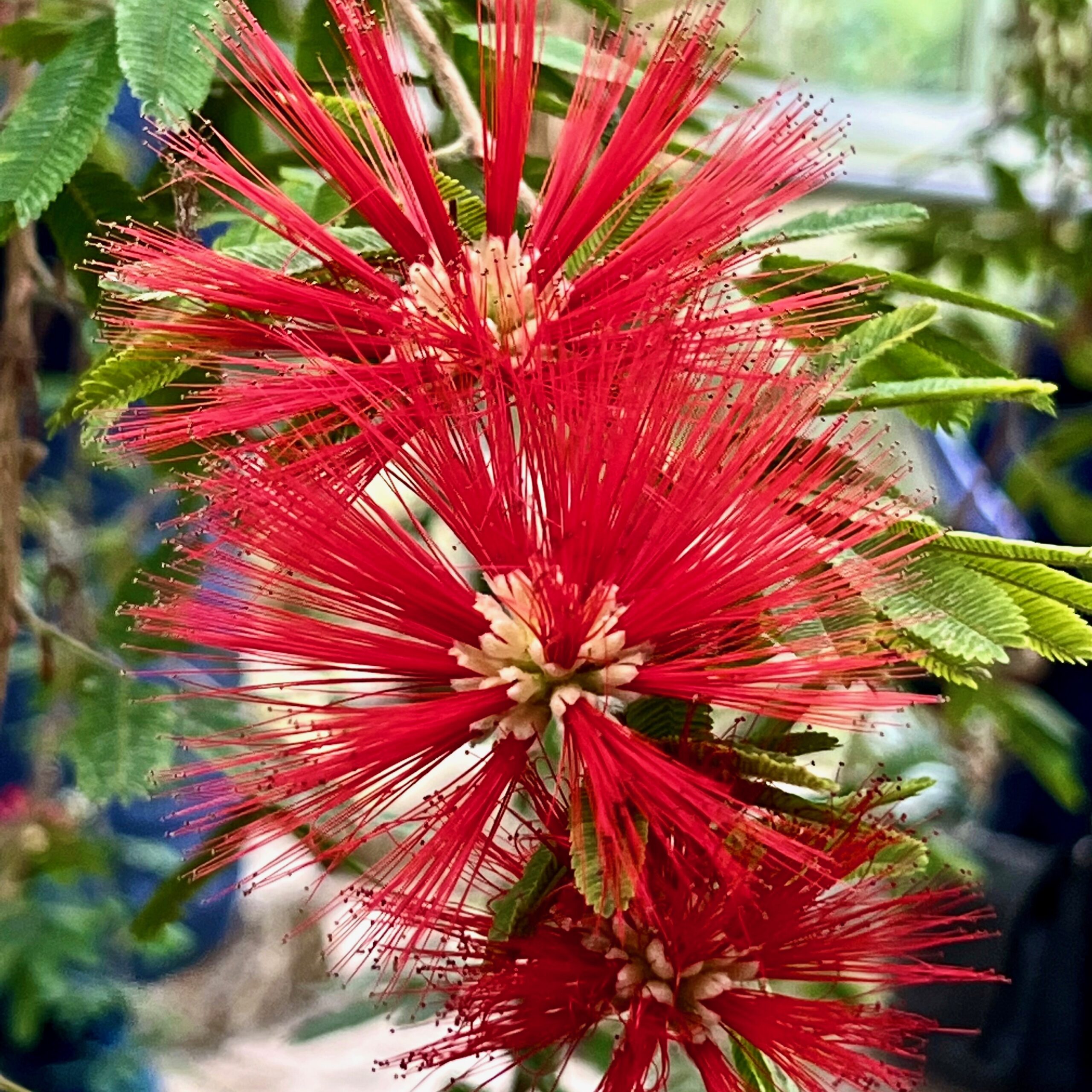 14_tropenhaus_exotische