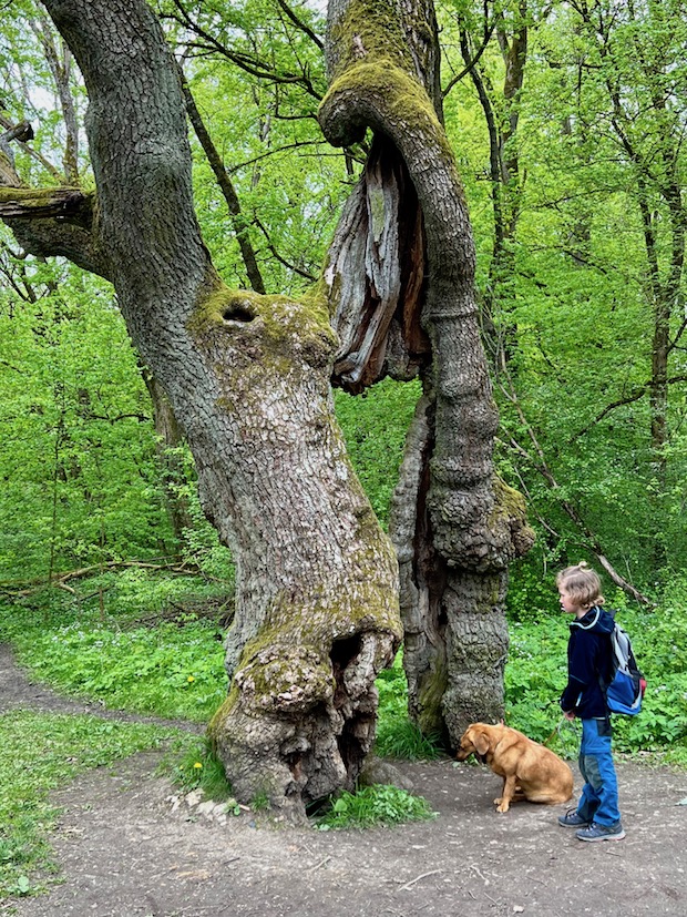 15_Boggerwandertag_Betteleichenweg