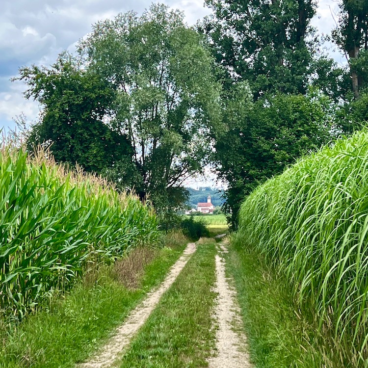 15_donauwald_wanderweg