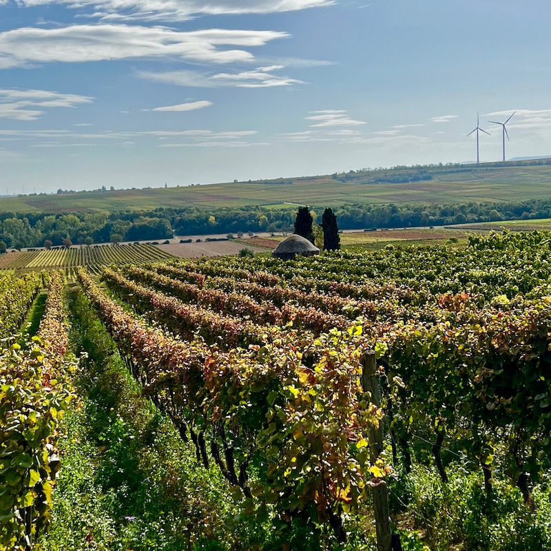 15_westhofen_wingertsheisjer wanderweg