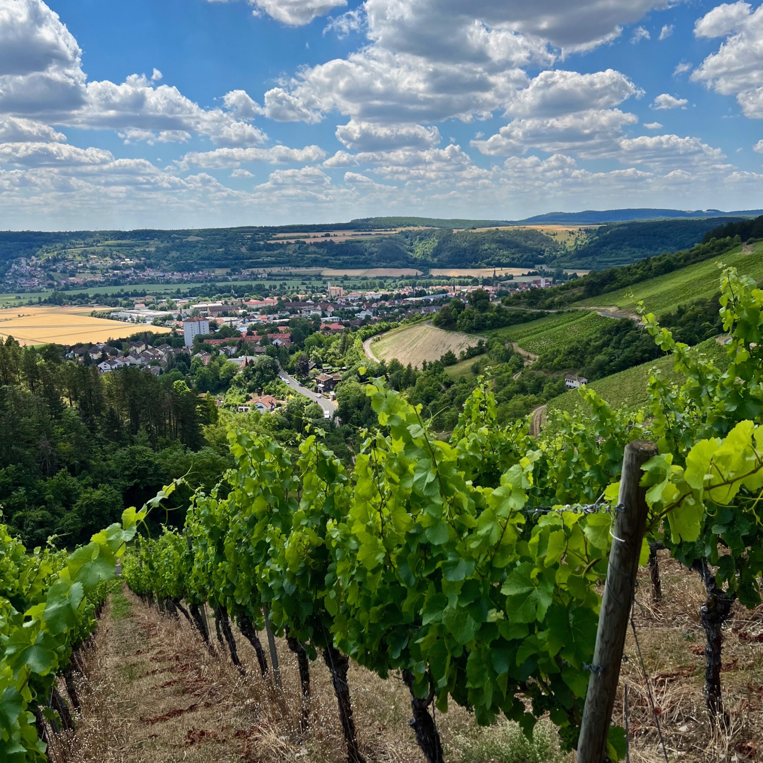 weinberge_hammelburg