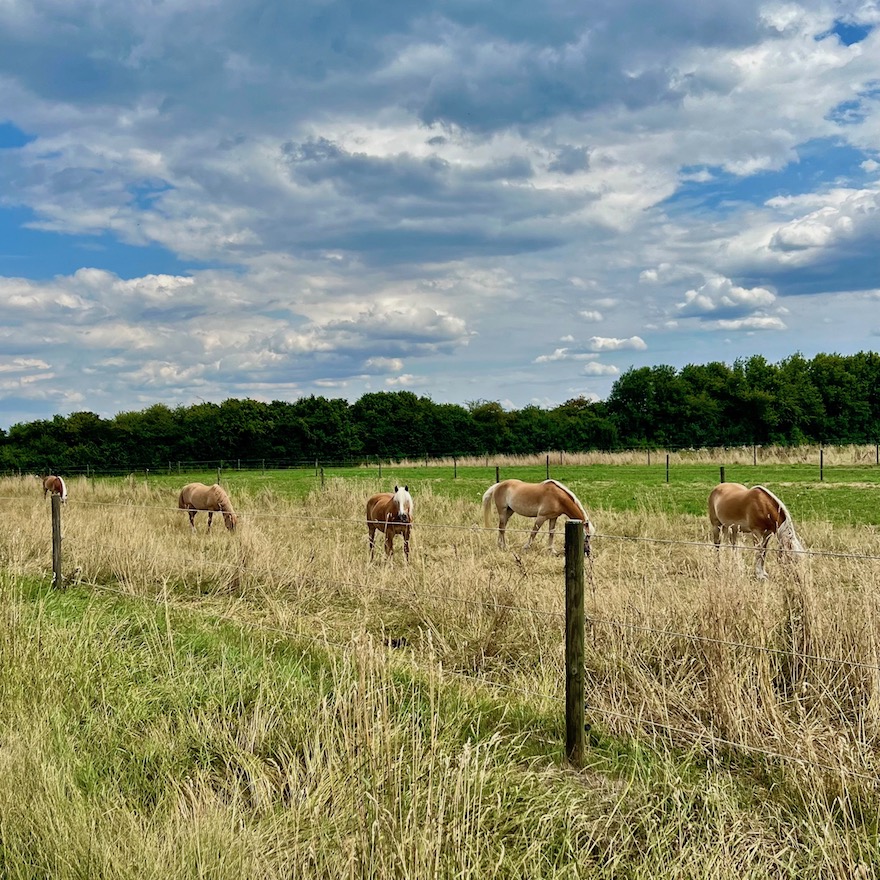 16_donauwald_wanderweg