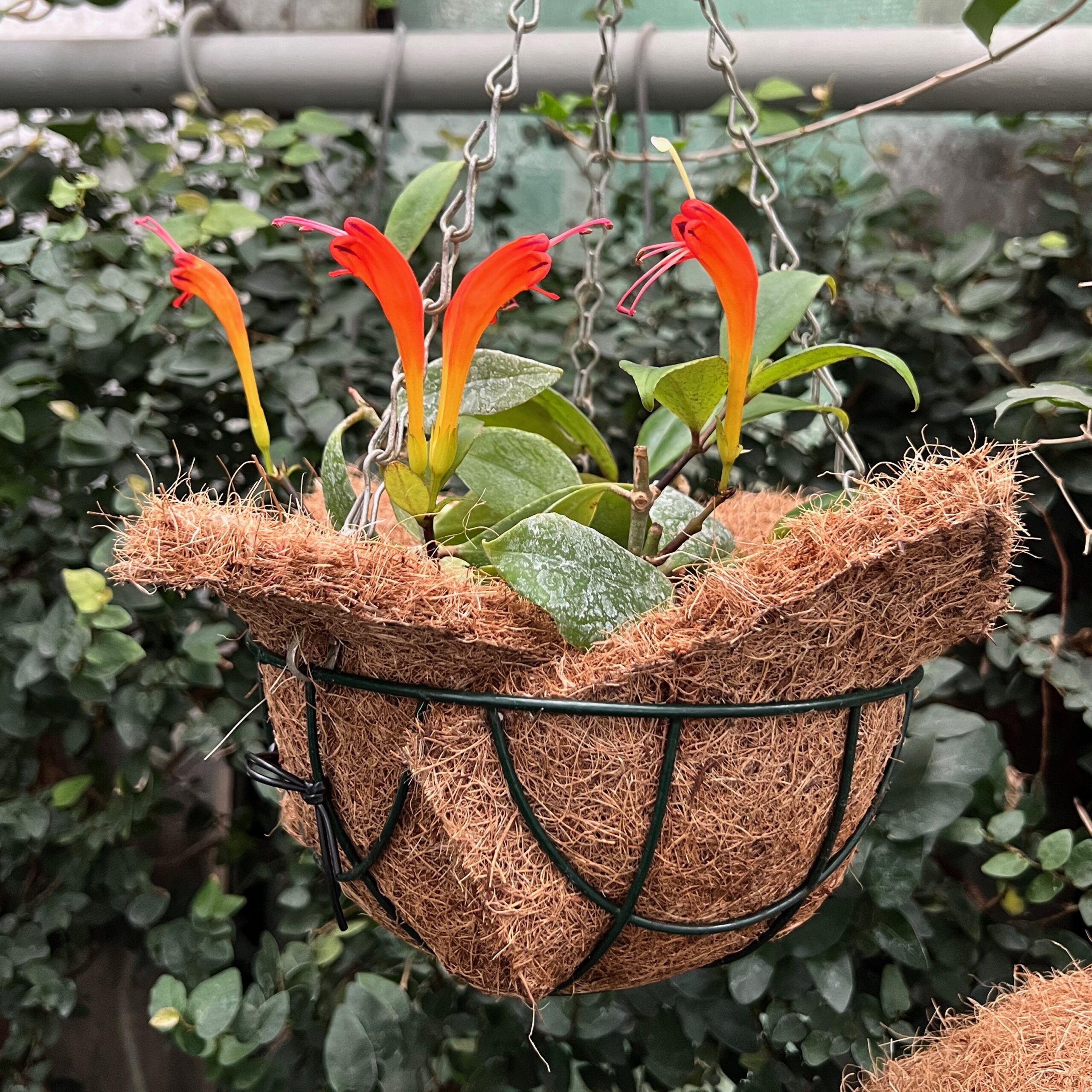17_tropenhaus_exotische