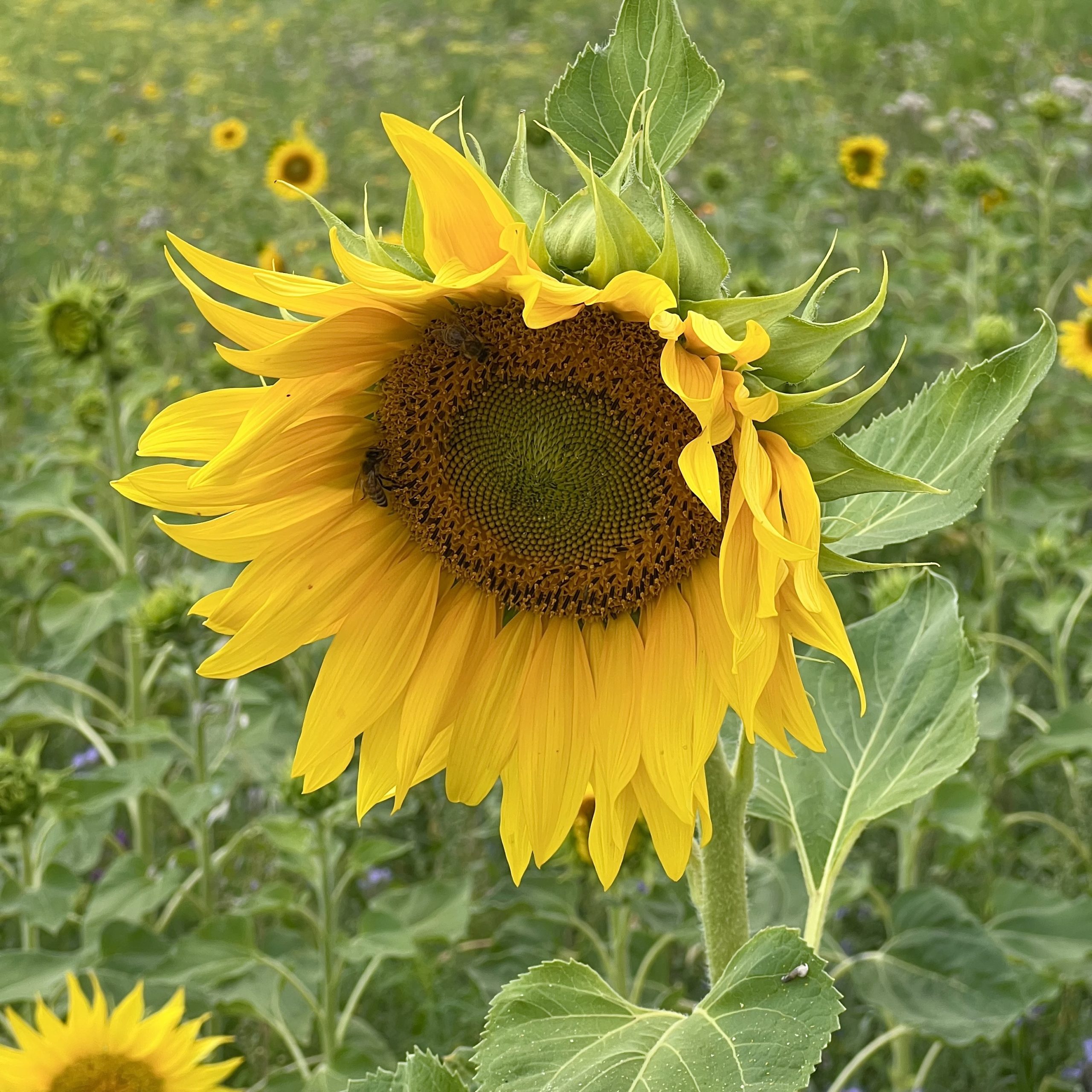 sonnenblume