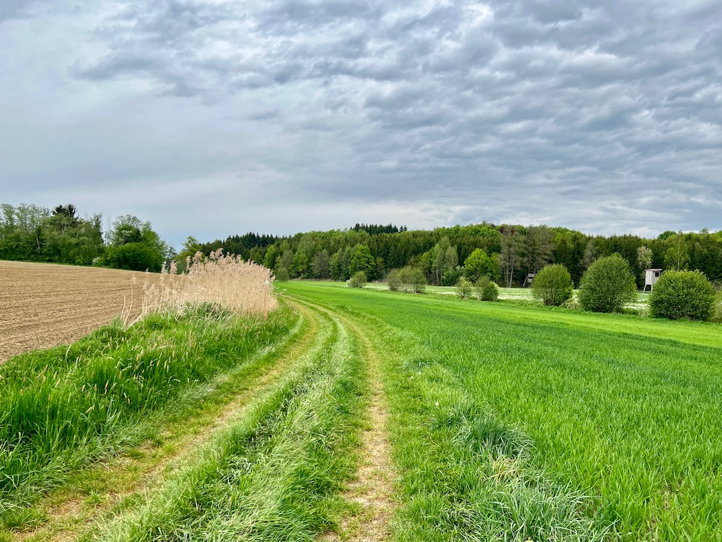 streifzüge_weihergehauweg
