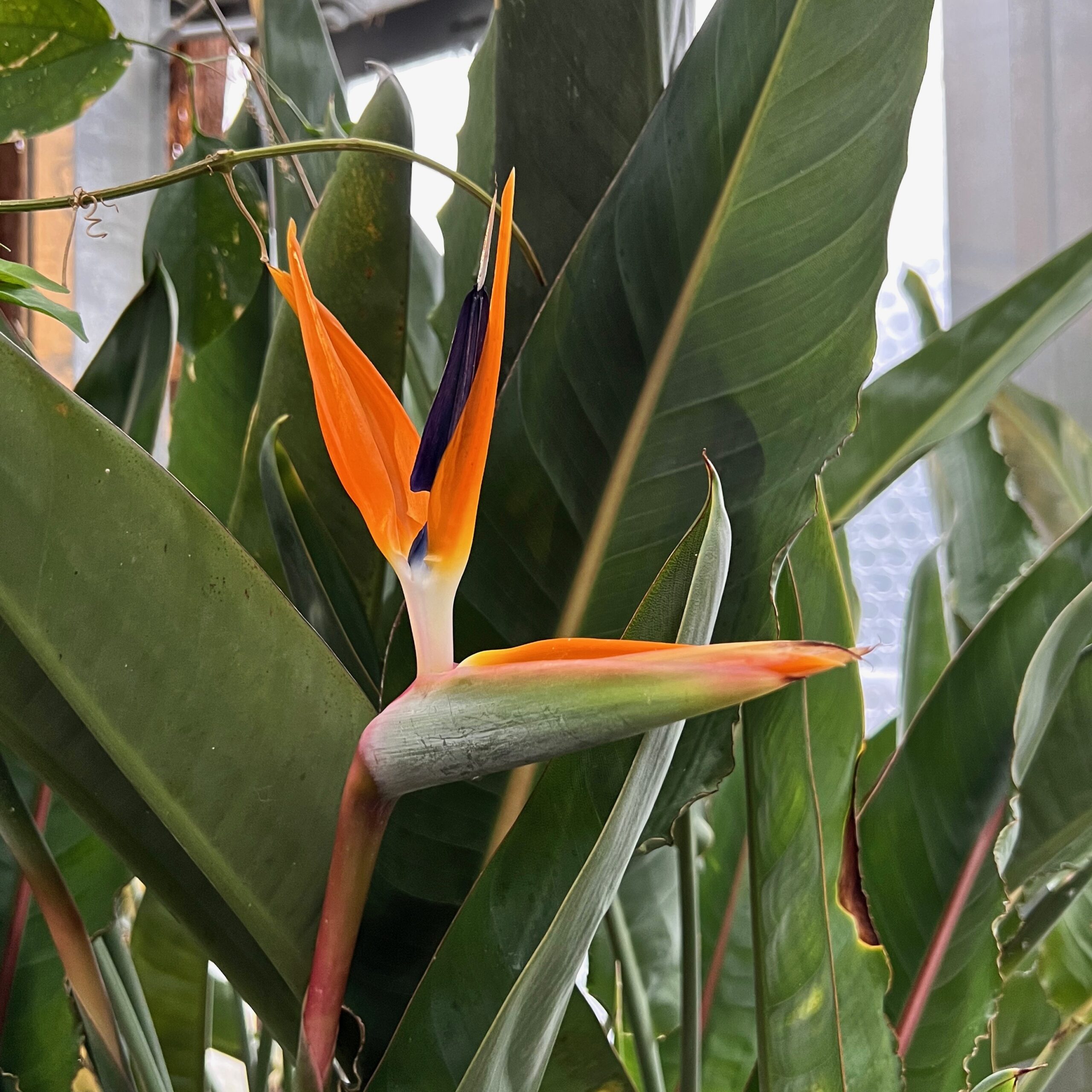 18_tropenhaus_paradiesvogelblume