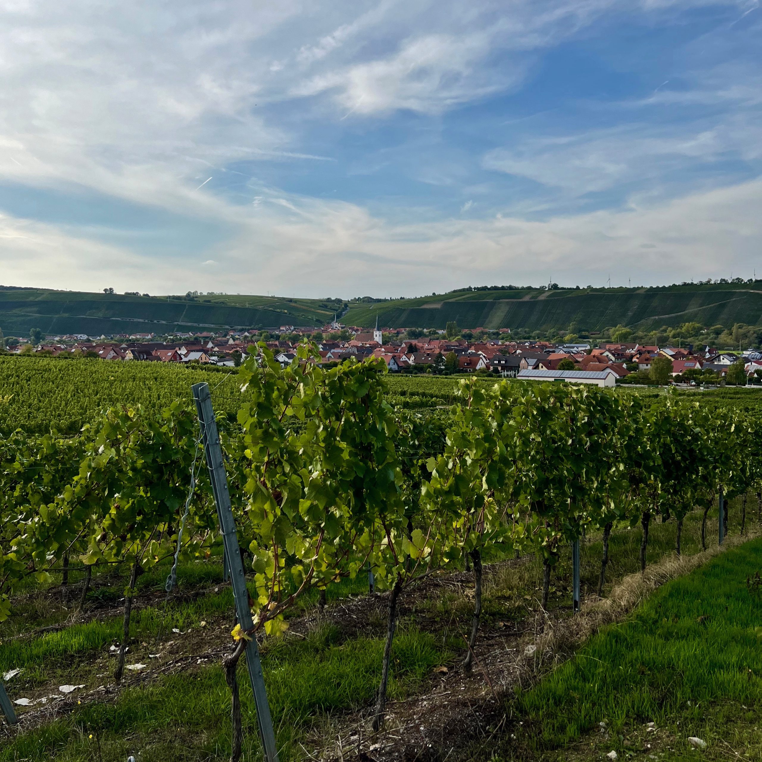 weininsel