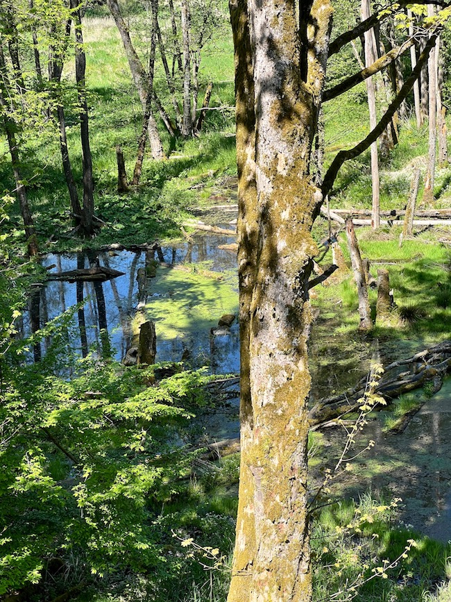 18_wildflecken_biber_revier