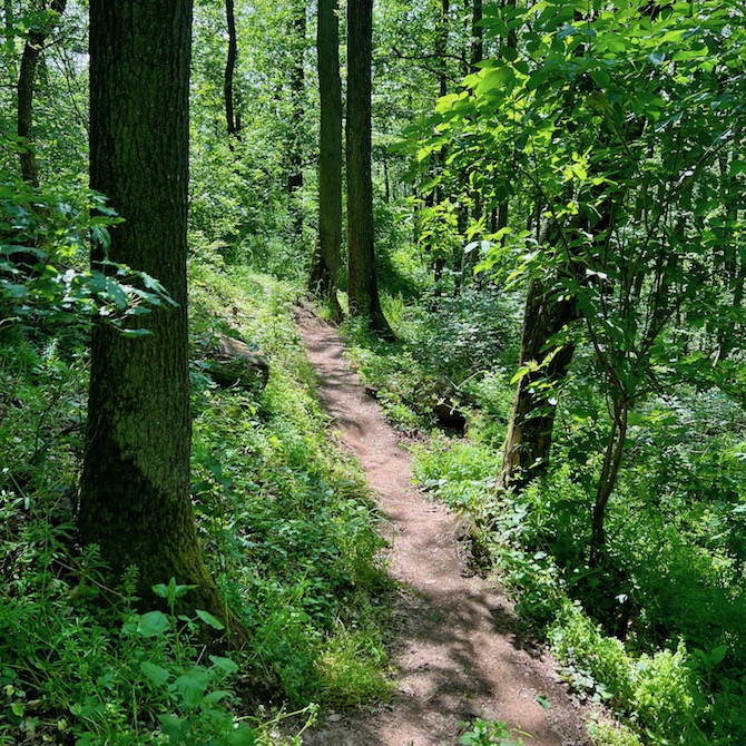 19_bullenheim_kunigundenwald