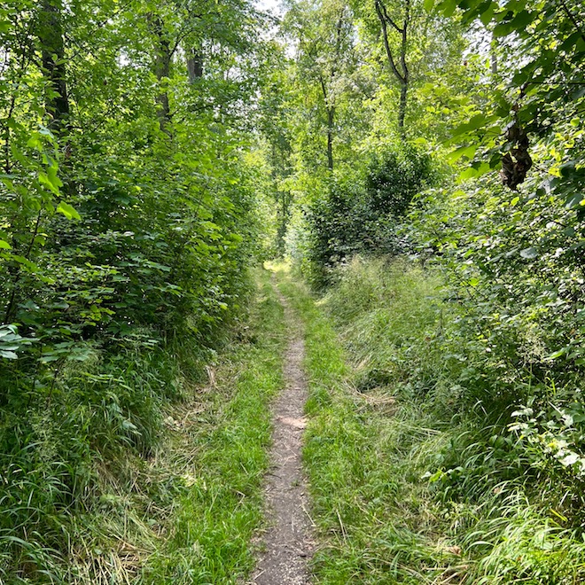 19_donauwald_waldweg