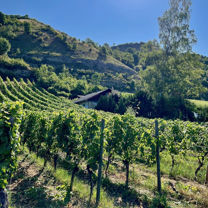 1_e_bike_tour_thüngersheimer_weinberge