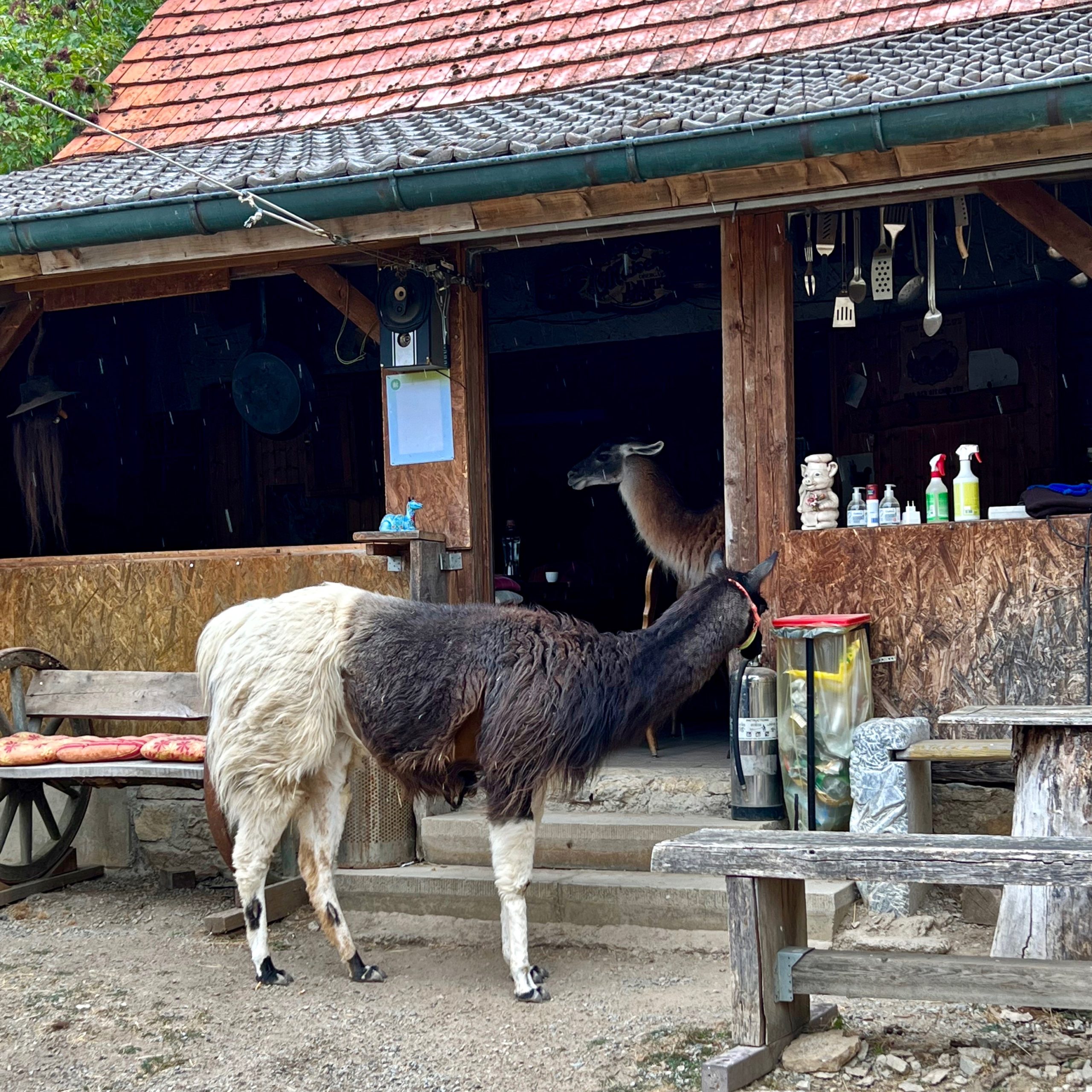 retztal_lamas