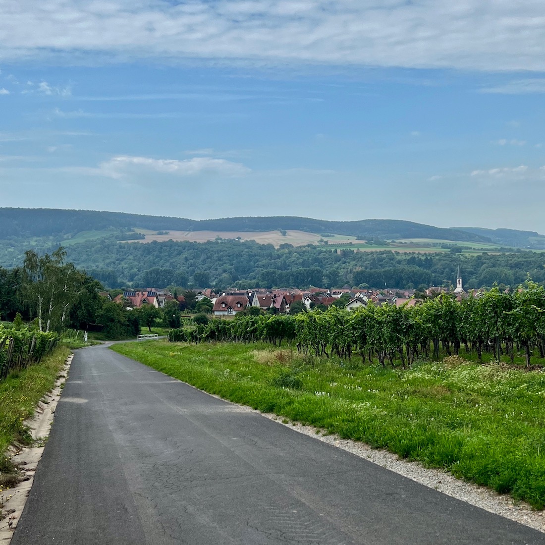 1_zweiuferland_thüngersheim_weinberge