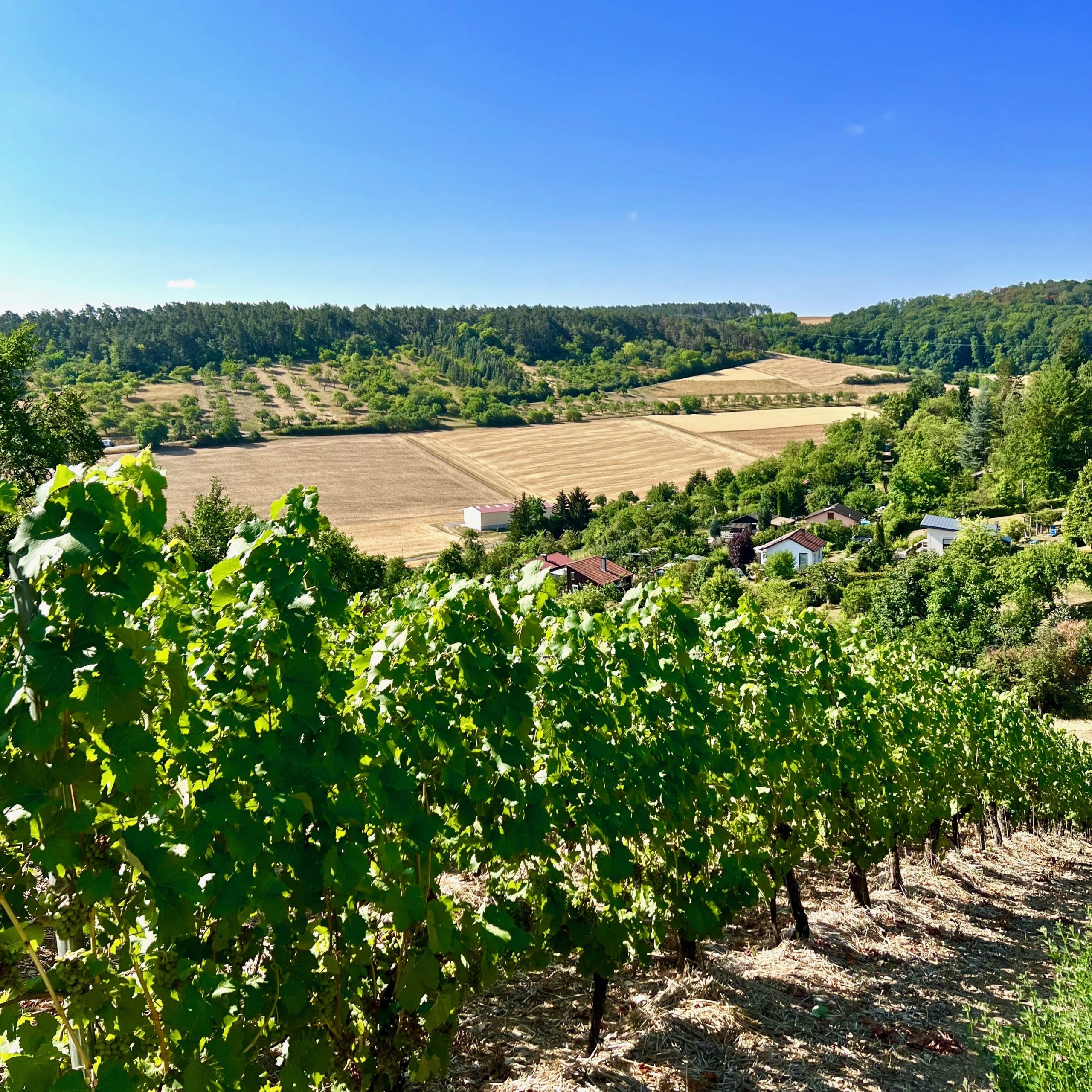 leinacher_weinberge