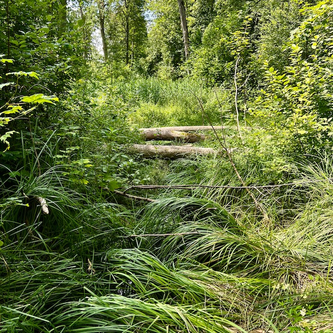 20_donauwald_auwald