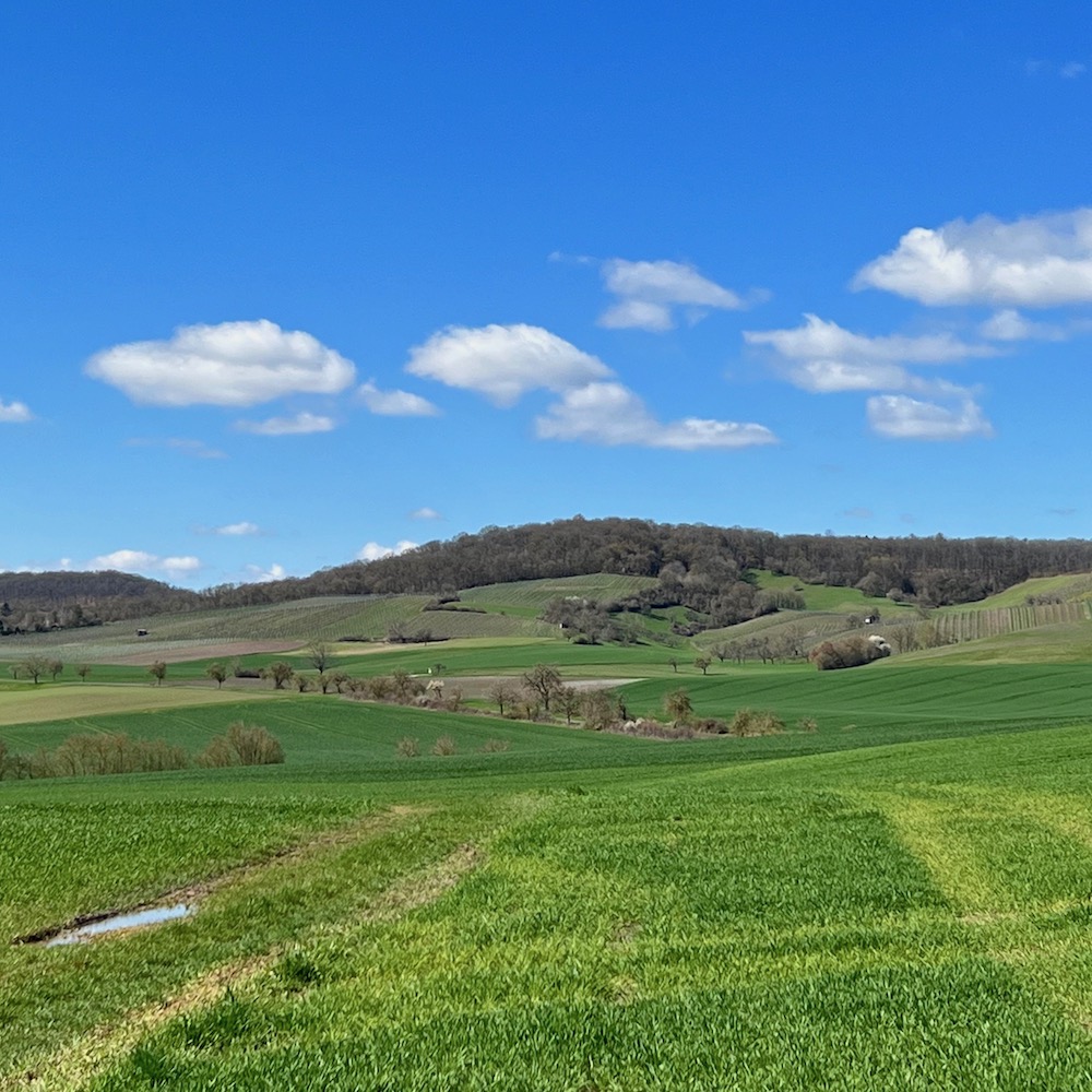20_markt einersheim_hellmitzheimer bucht