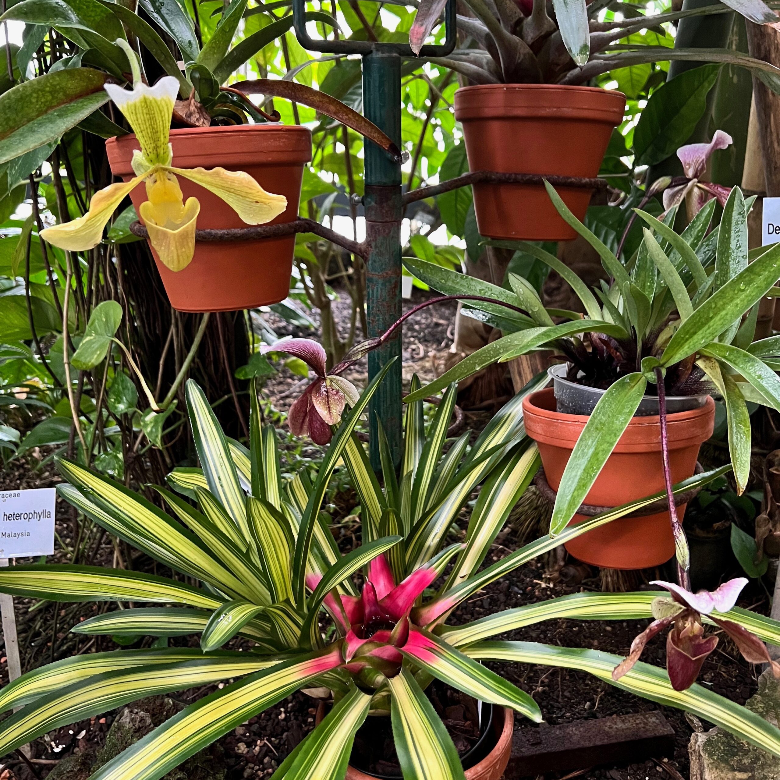 20_tropenhaus_orchideen