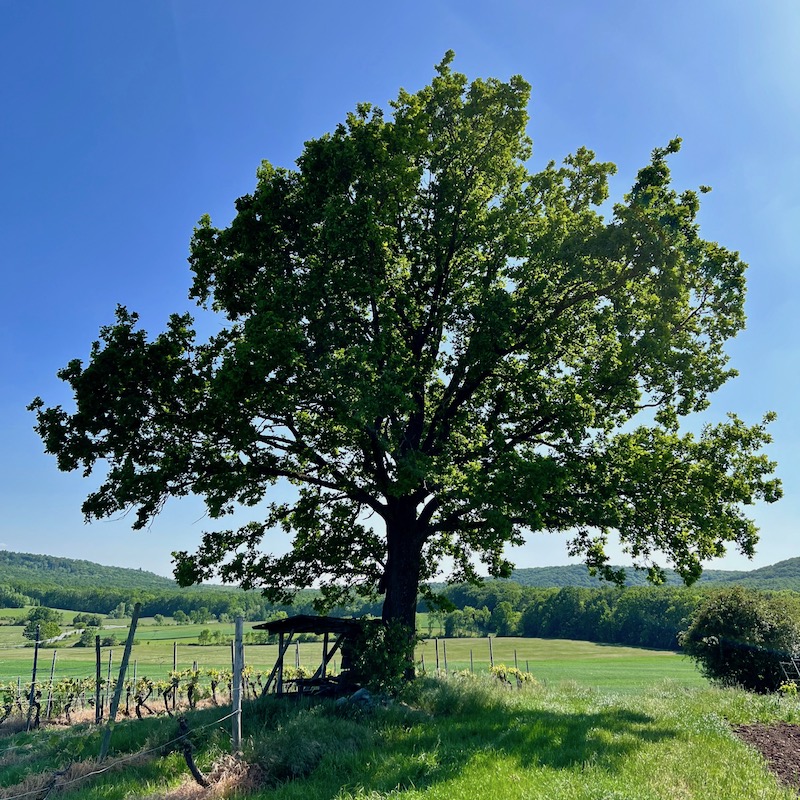 21_hüttenheim_acht dörfer eiche