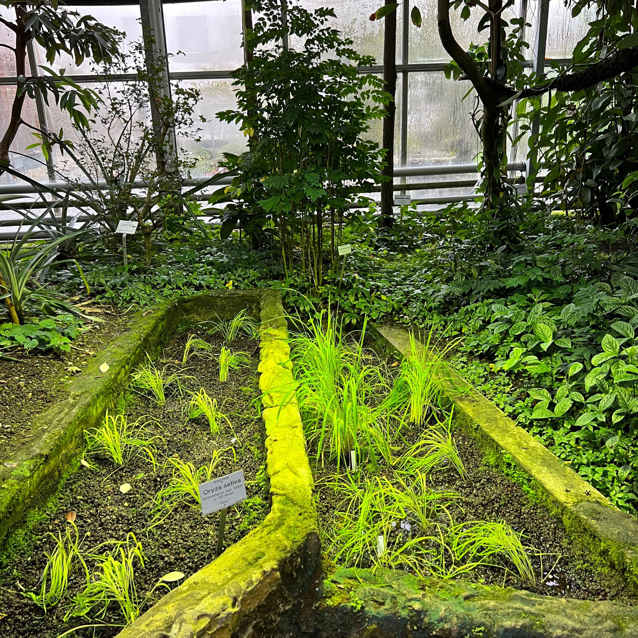 21_tropenhaus_reisfeld