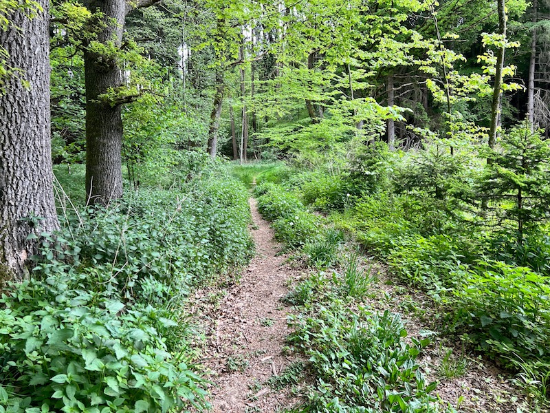 streifzüge_rothalblick