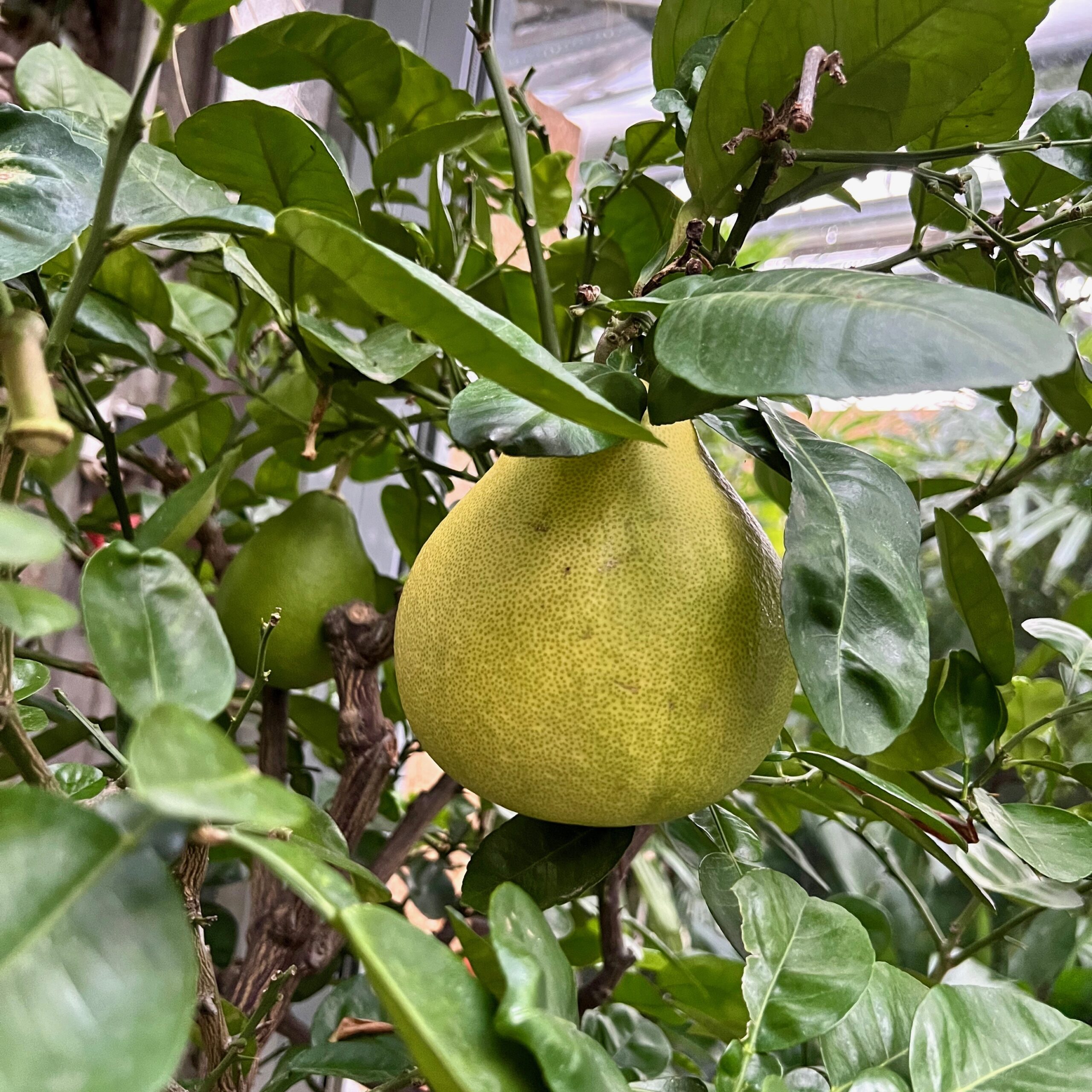 24_tropenhaus_grapefruit