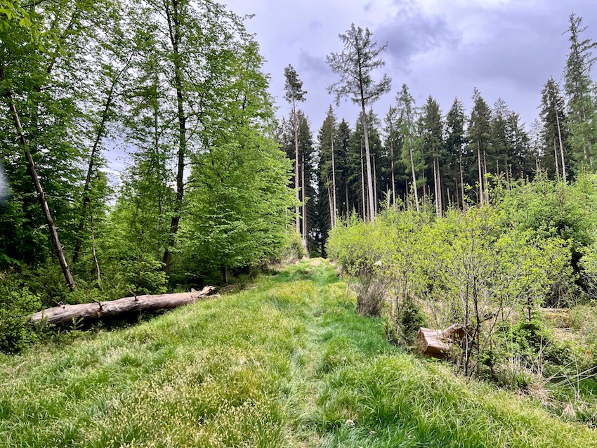 streifzüge_rothalblick