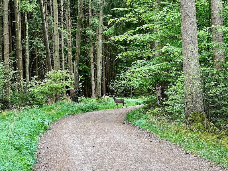 streifzüge_rothalblick
