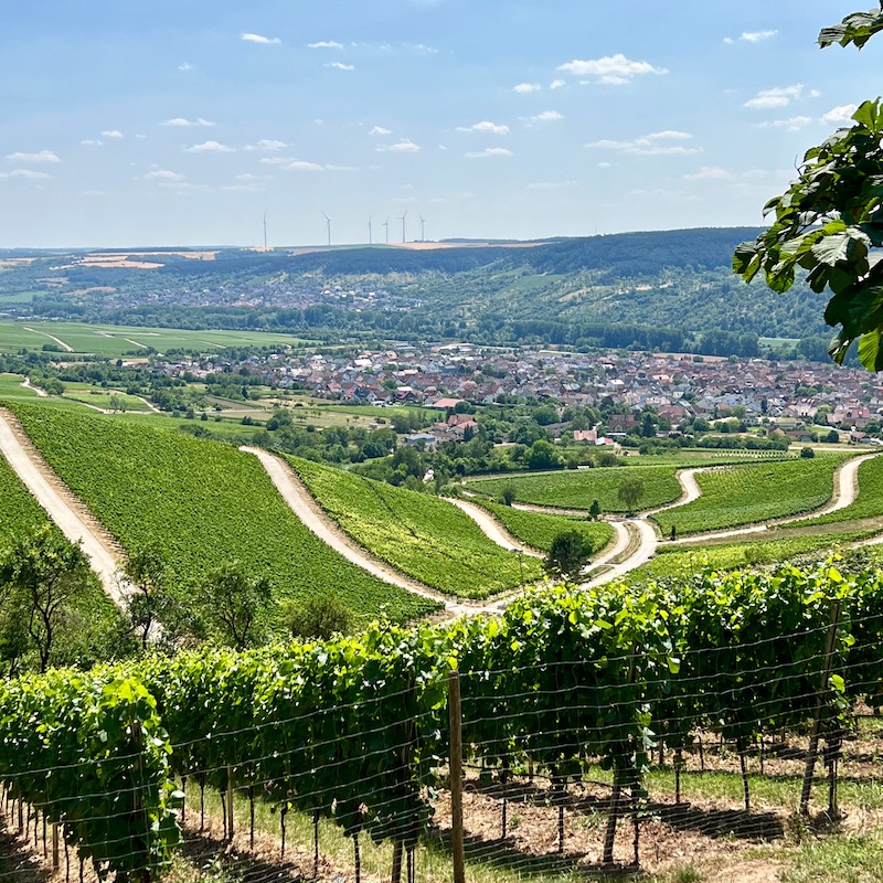 26_e_bike_tour_thüngersheim_weinberge