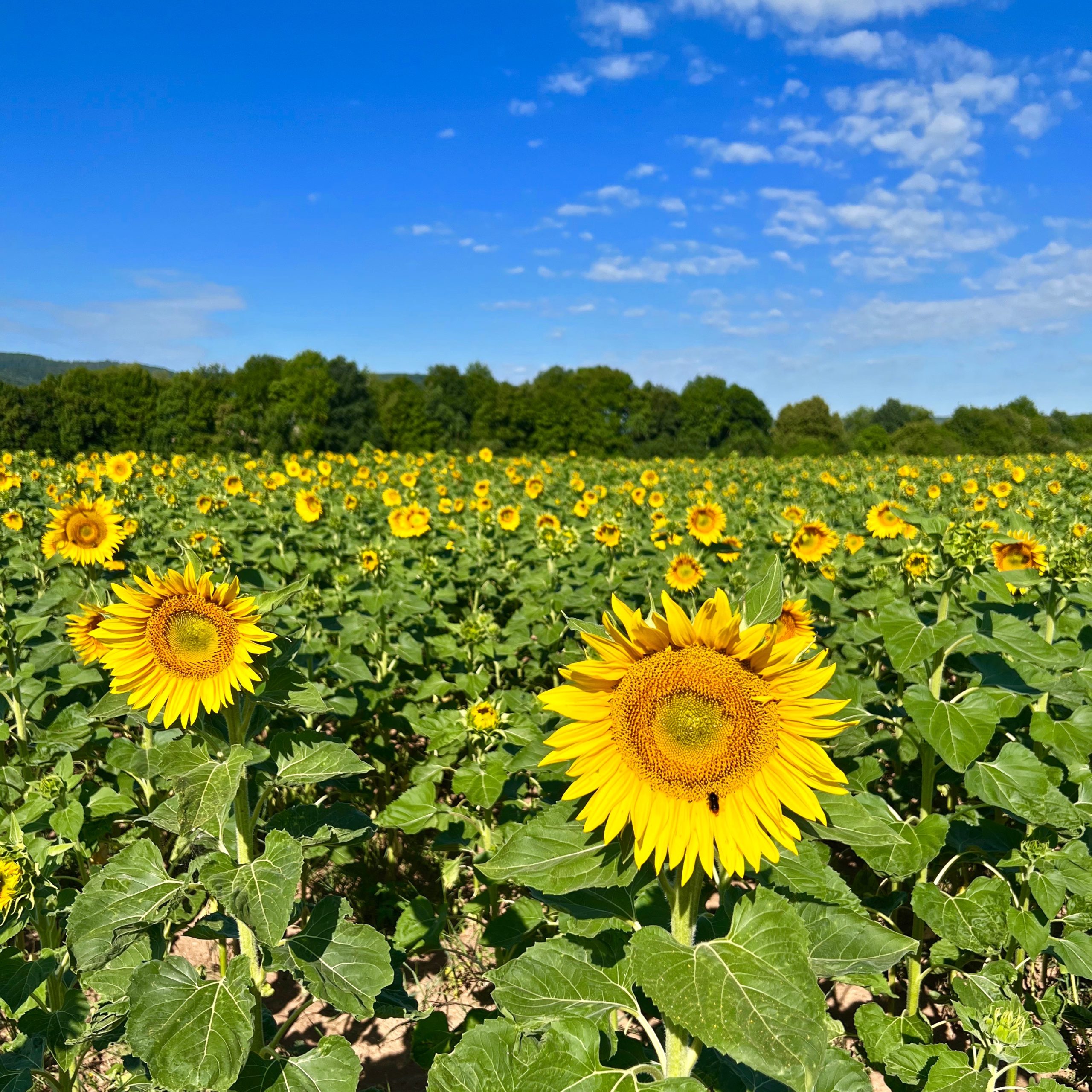 sonnenblumenfeld