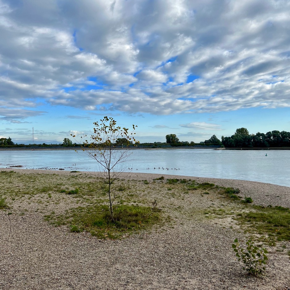 28_oppenheim_rhein