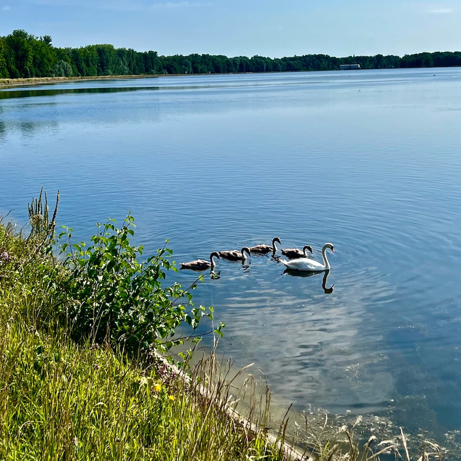 2_donauwald_faiminger_stausee