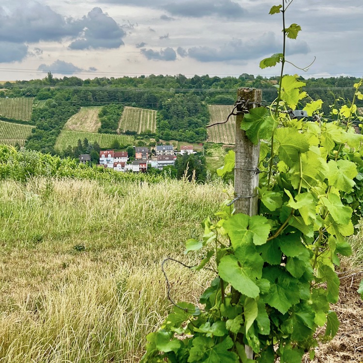 2_randersacker_weingut schenk