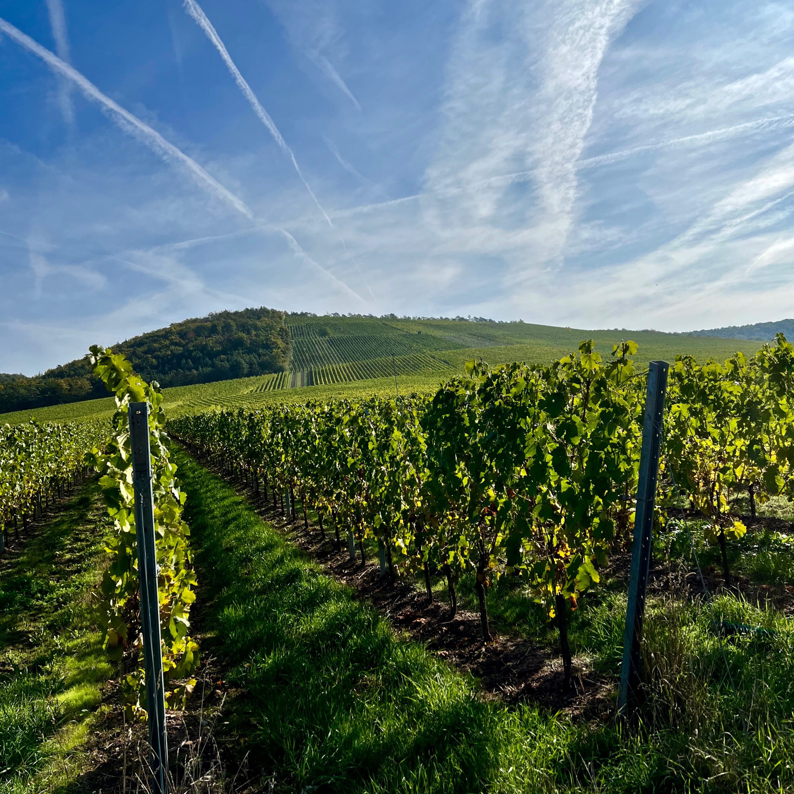 weinlage_scharlachberg